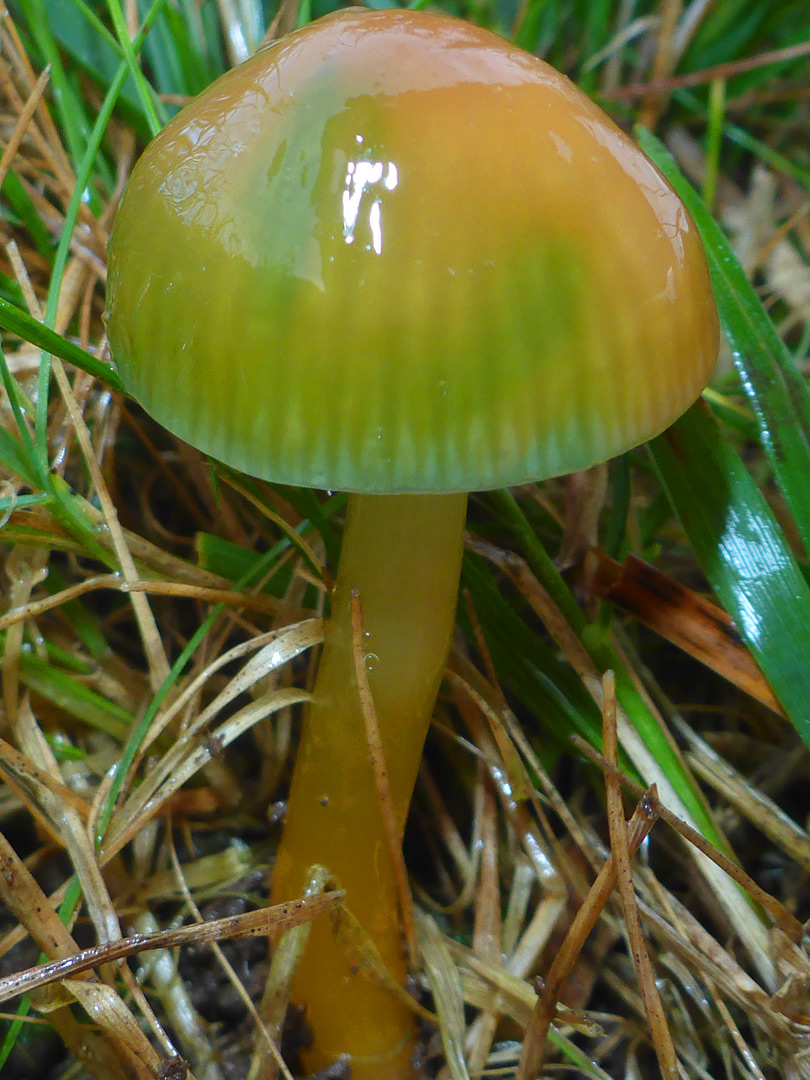 Parrot waxcap