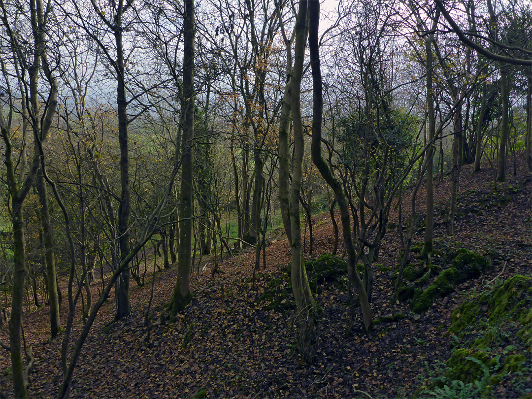 Woodland