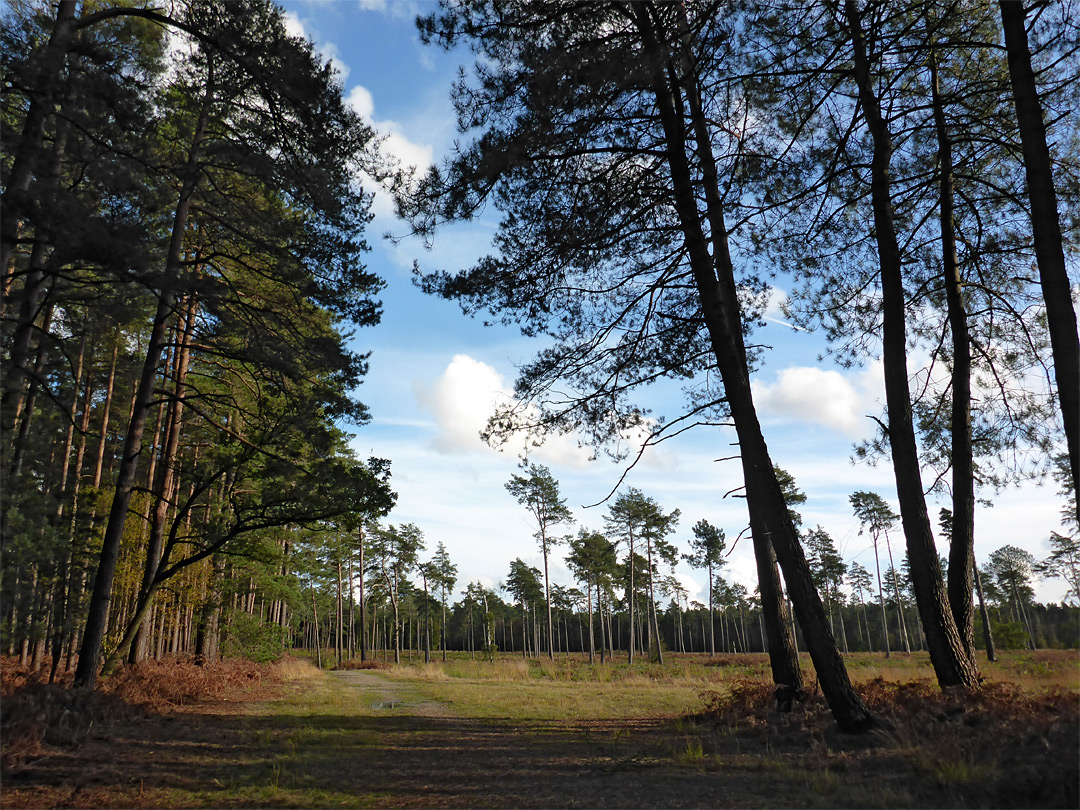 Cleared plantation