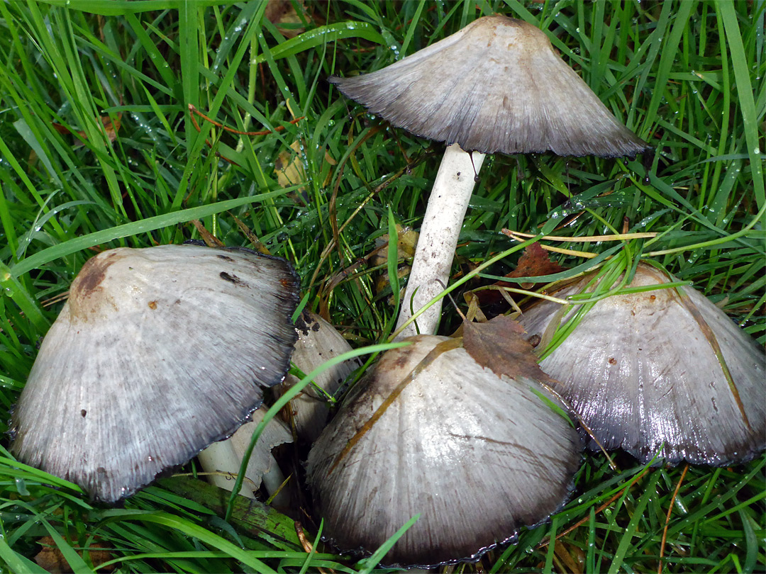 Common inkcap