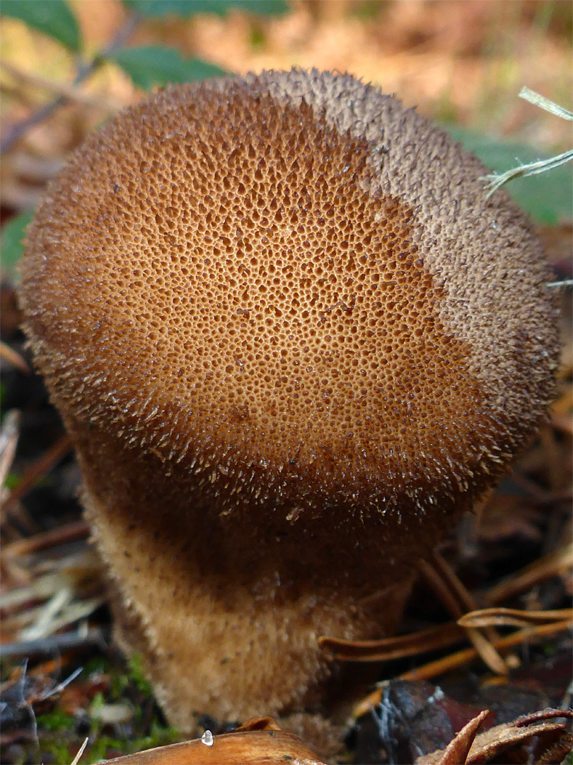 Common puffball