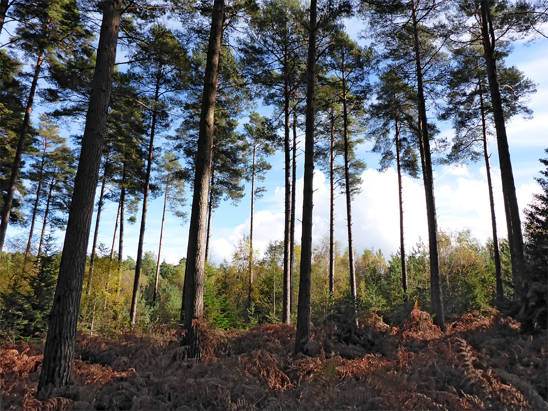 Slender pine trunks