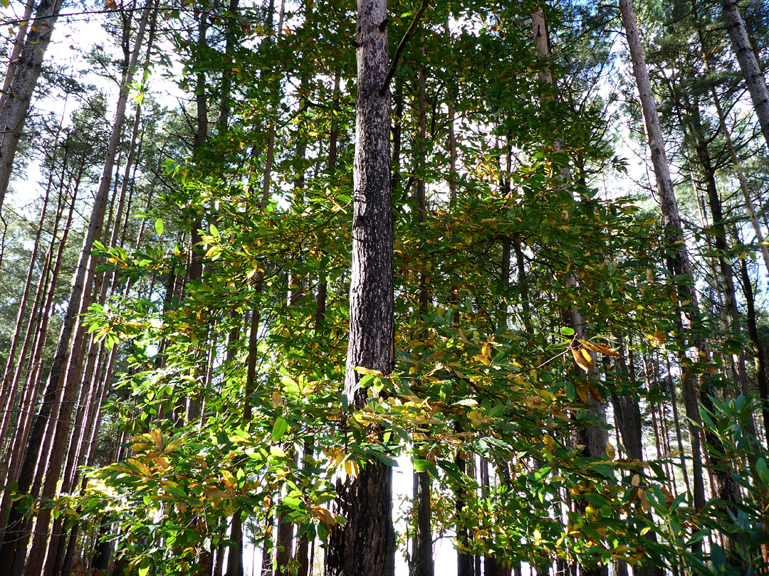 Beech amongst pines