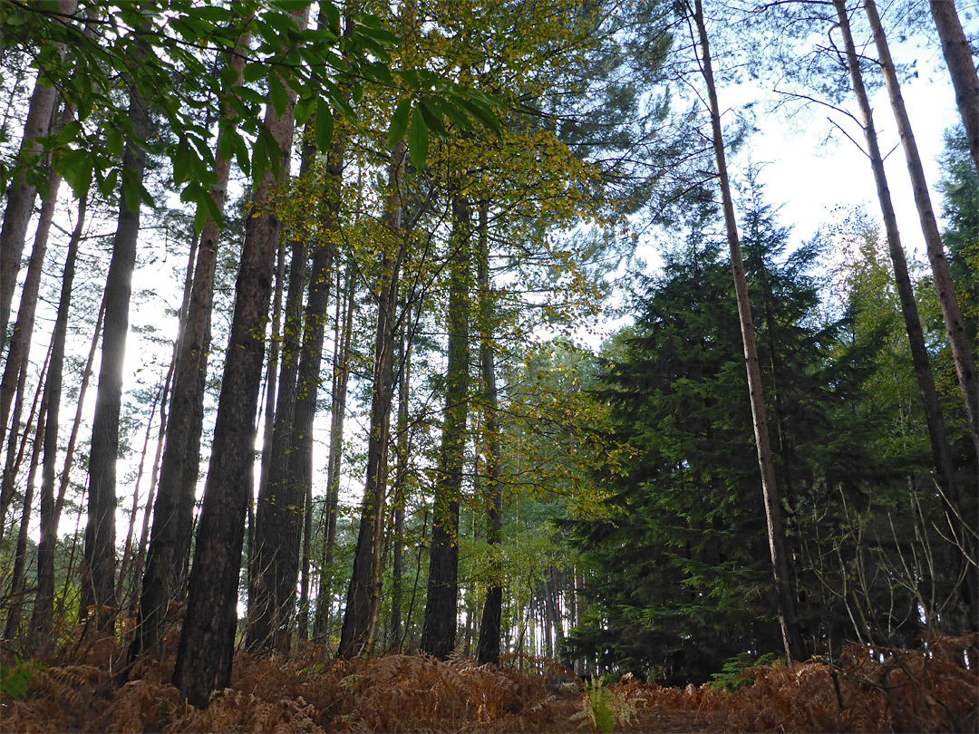 Conifers and bracken