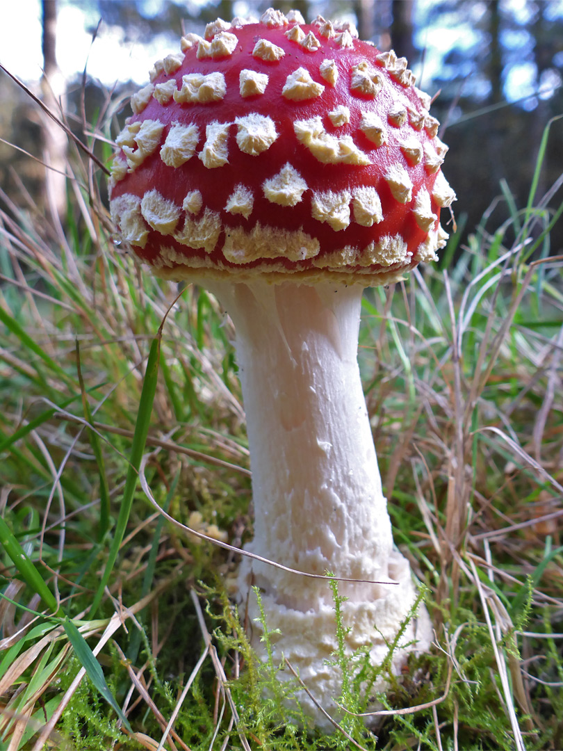 Fly agaric - young