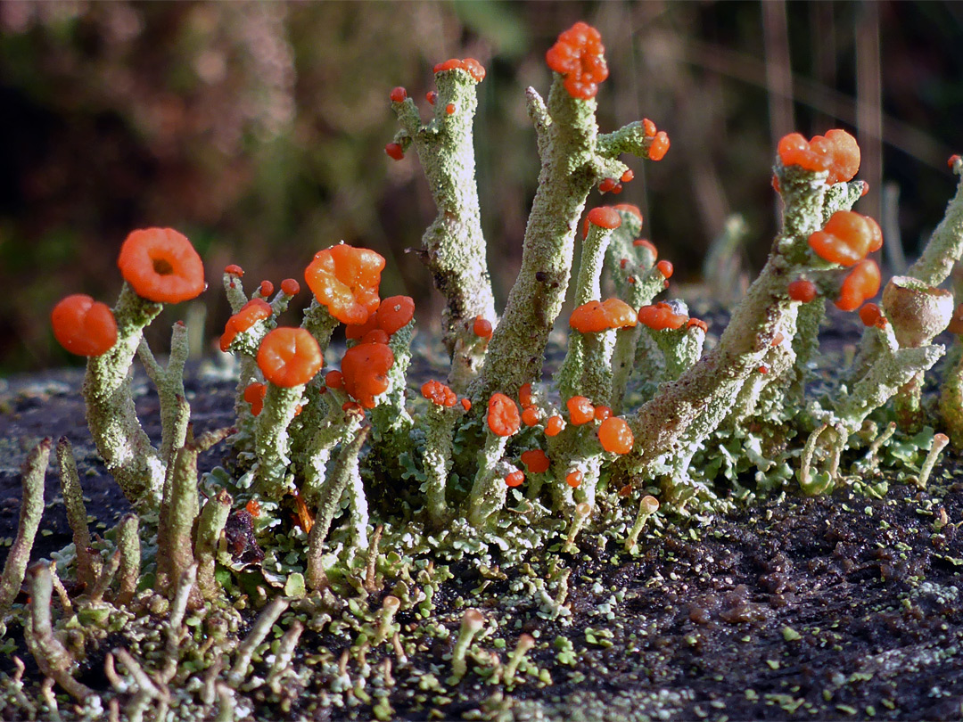 Gritty british soldiers lichen