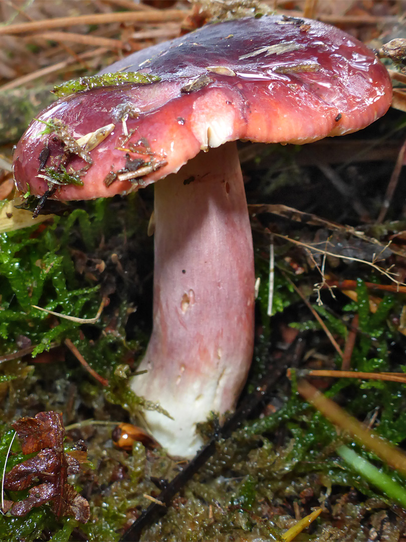 Russula - stem