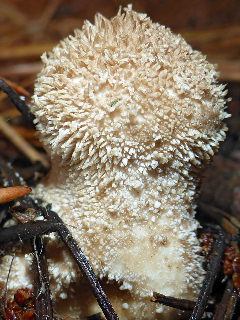 Spiny puffball