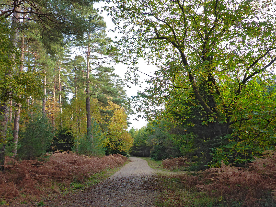 Beech and bracken