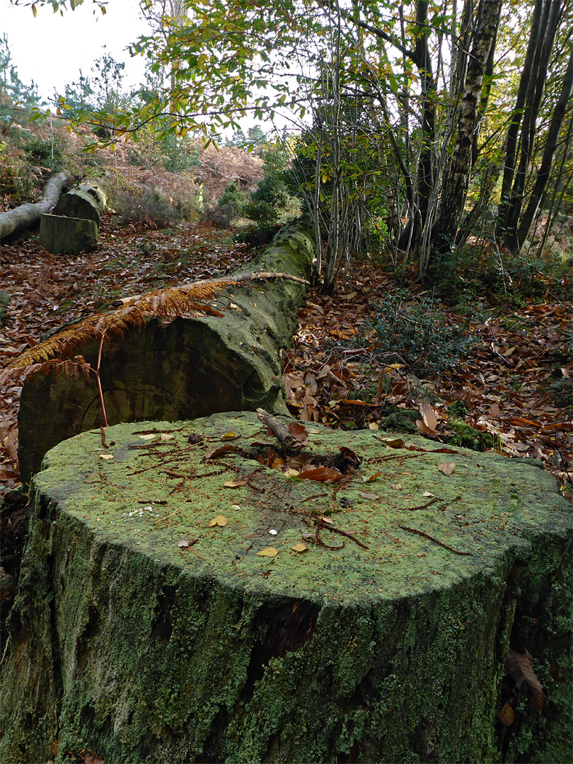 Lichen-covered stump