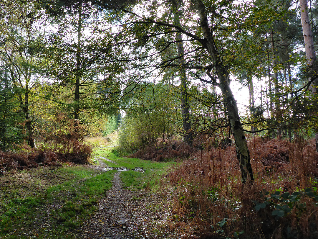 Woodland path