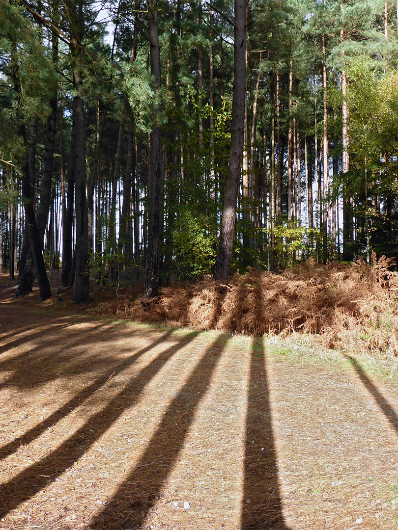Conifer trunk shadows