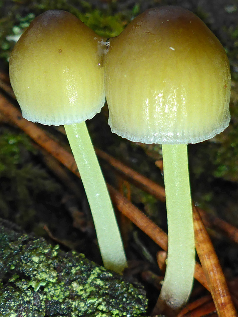 Yellowleg bonnet