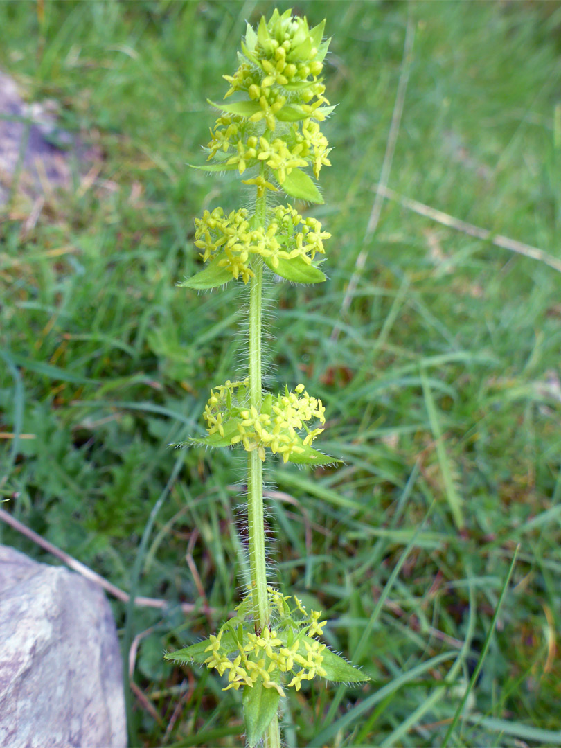 Flowers and hairy stem