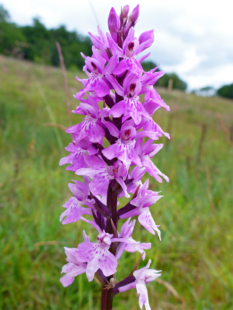 Common spotted orchid