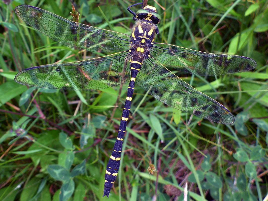 Golden ringed dragonfly