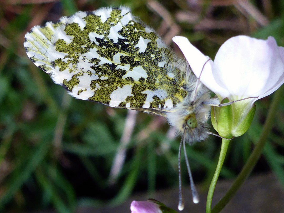 Orange tip butterfly