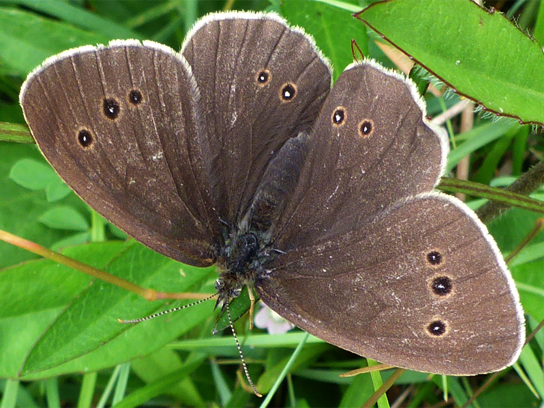 Ringlet butterfly