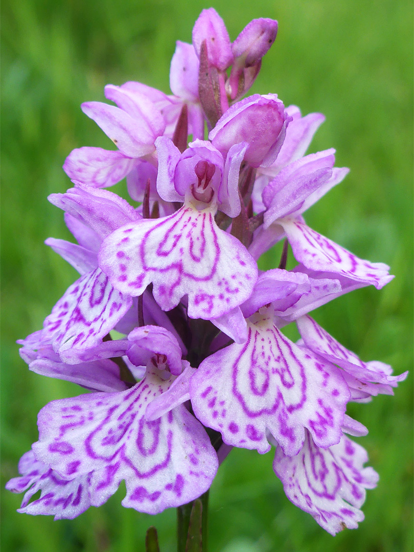 Heath spotted orchid