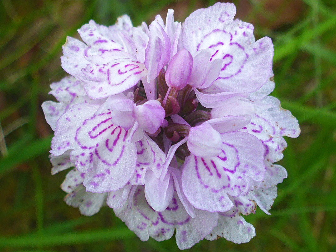 Orchid flowers