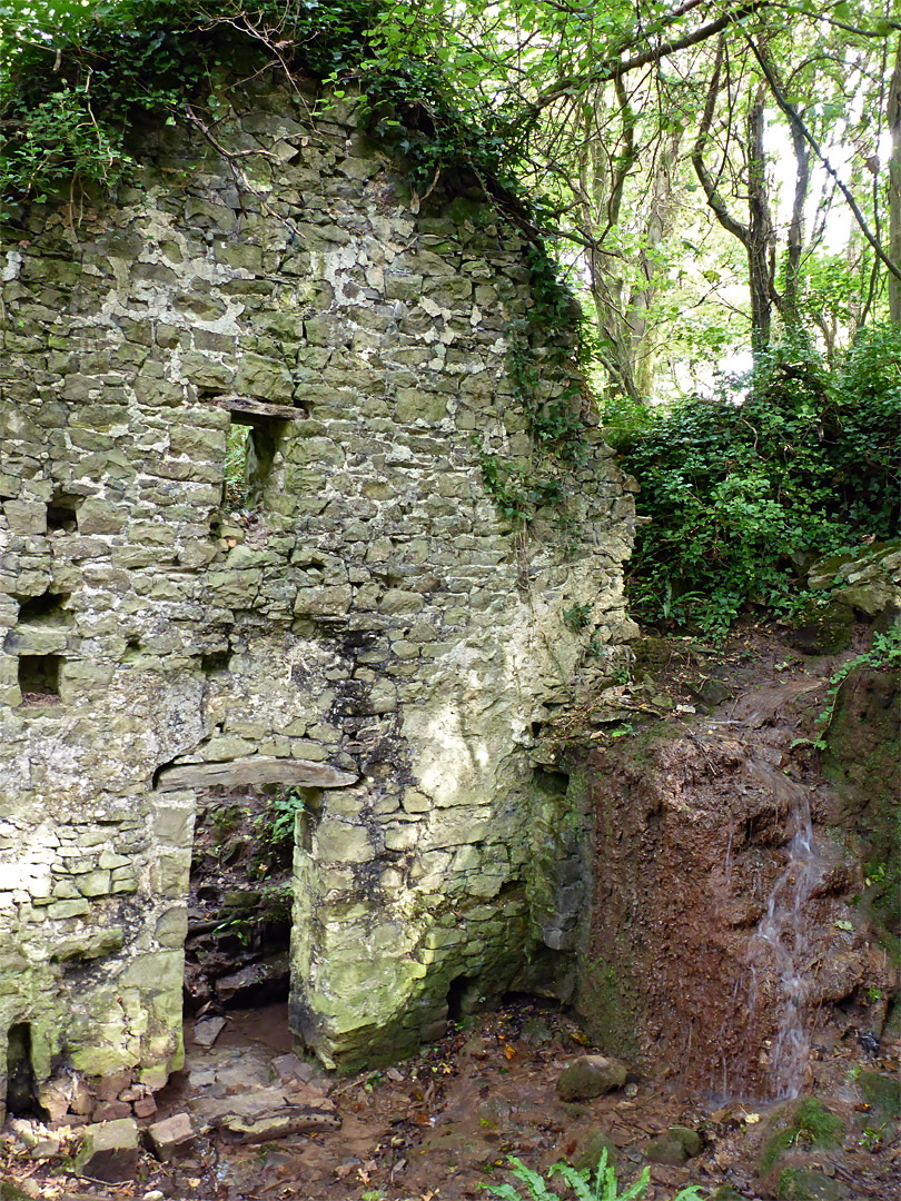 Ivy-covered wall