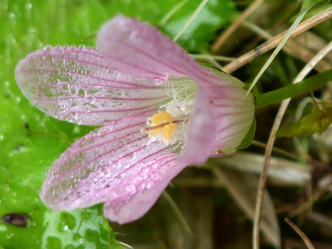 Bog pimpernel