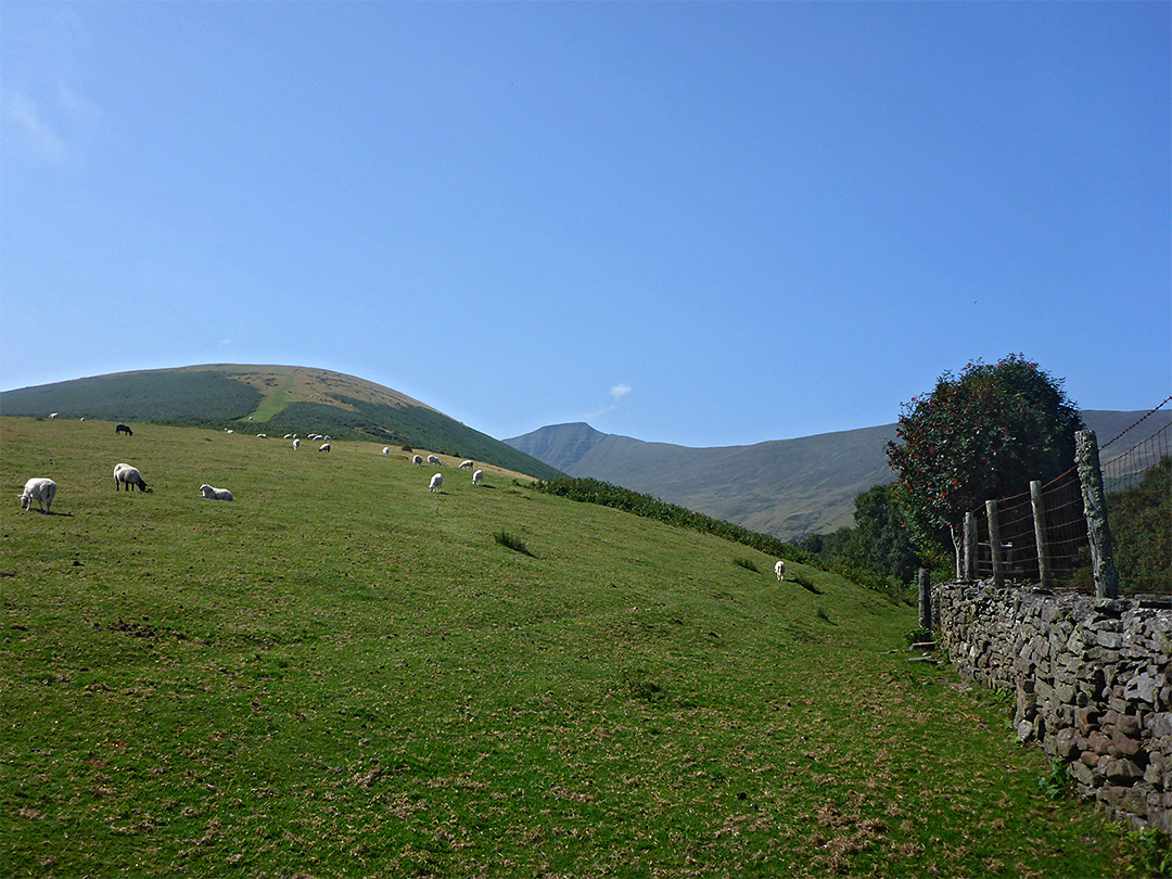 Wall and field