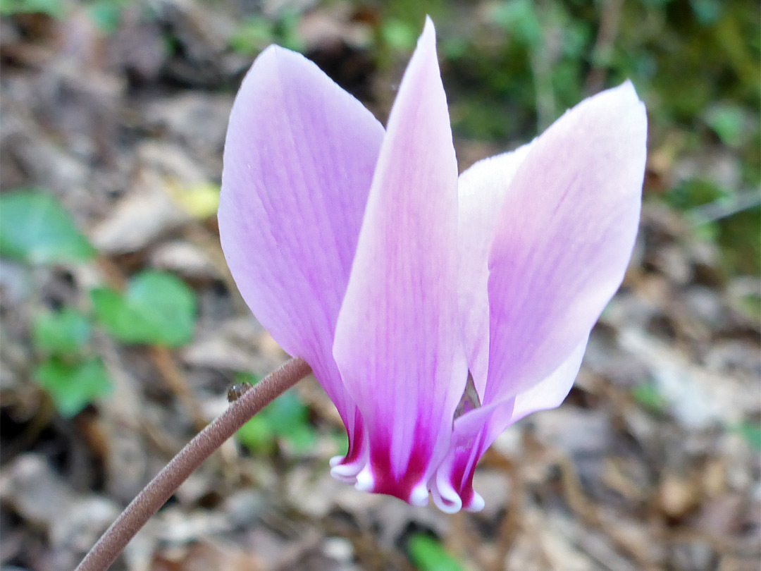 Low-growing stems