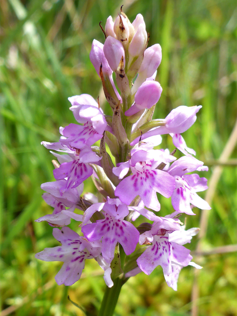 Flower cluster