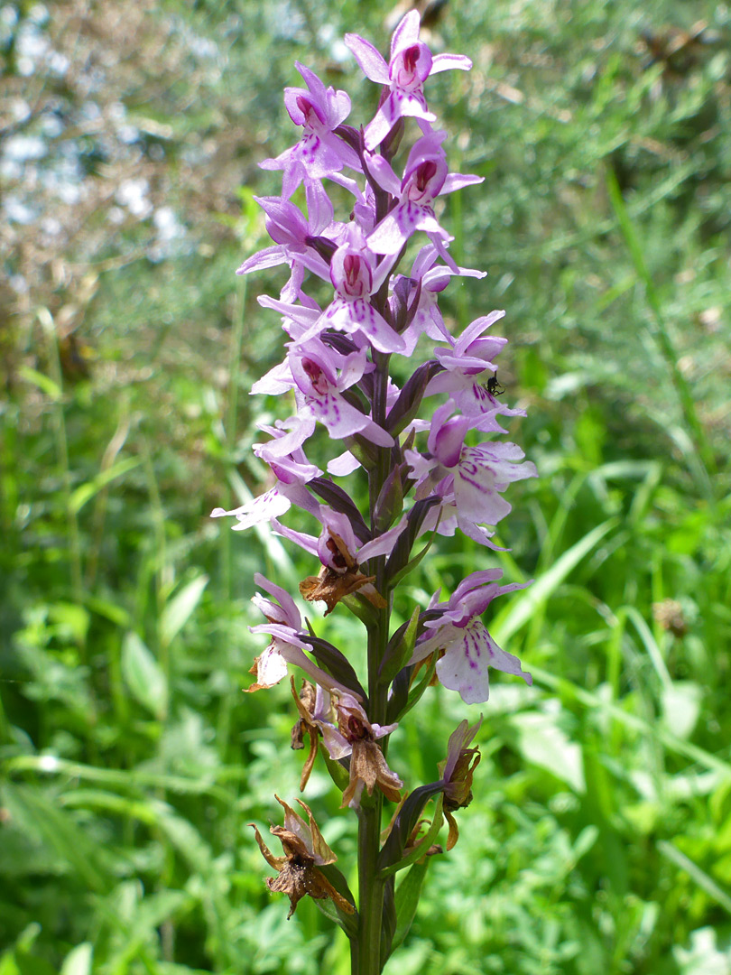 Partly withered flowers