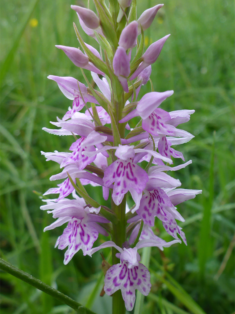 Buds and flowers