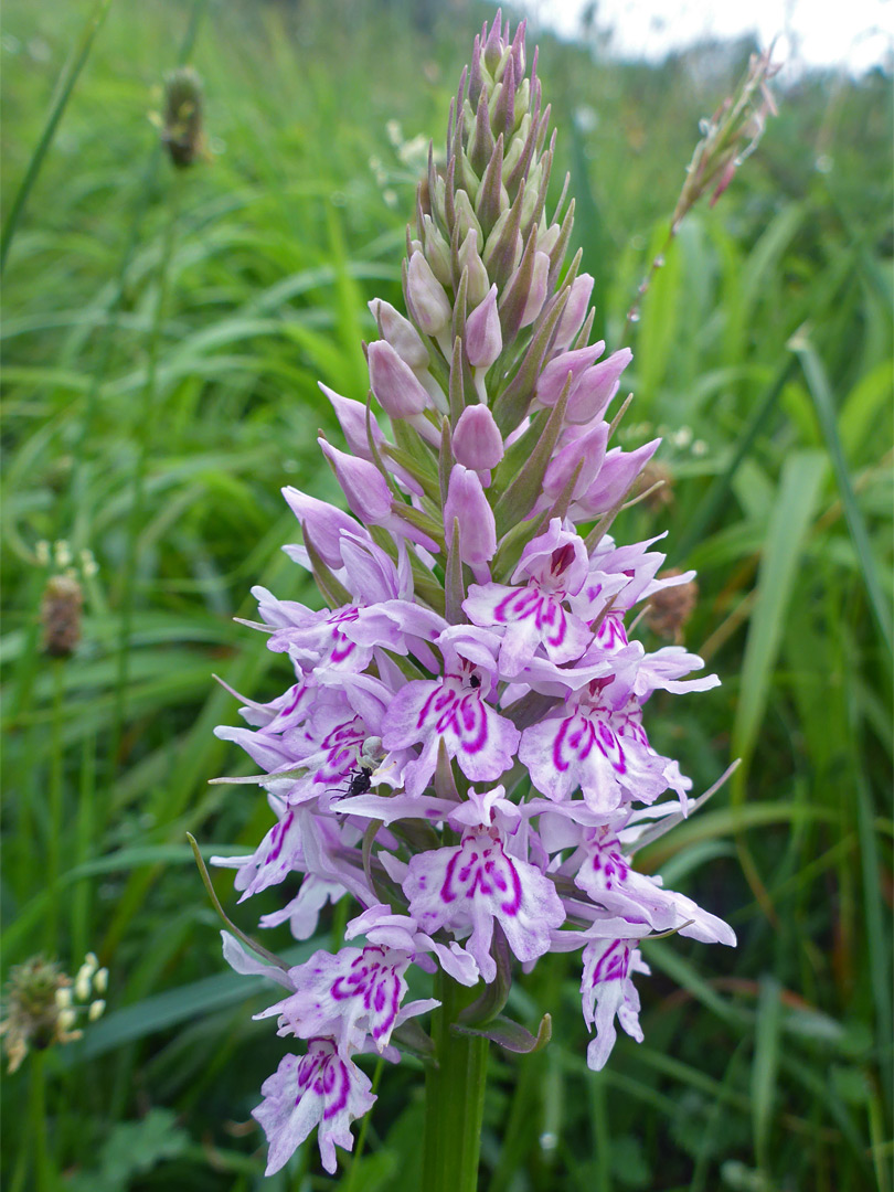 Common spotted orchid