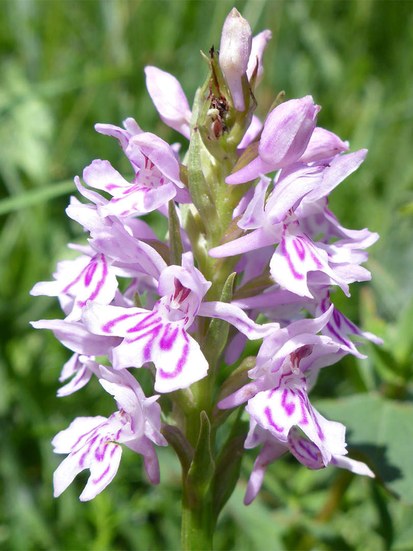 Common spotted orchid