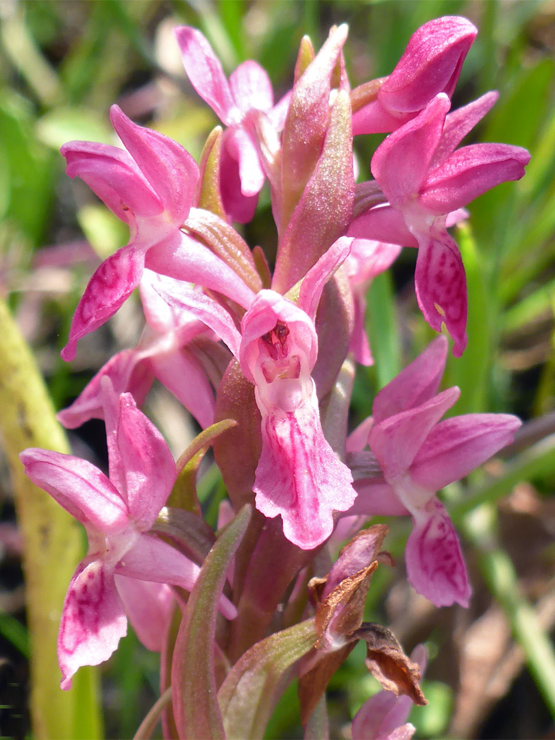 Early marsh orchid