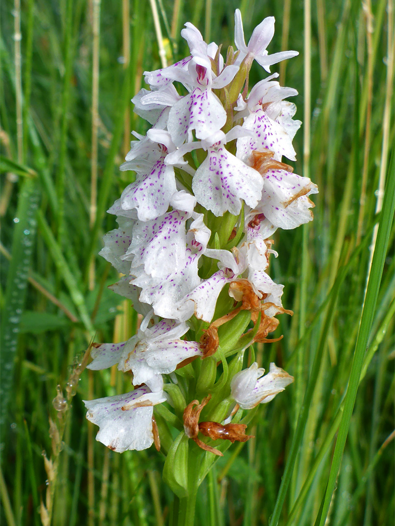 Heath spotted orchid