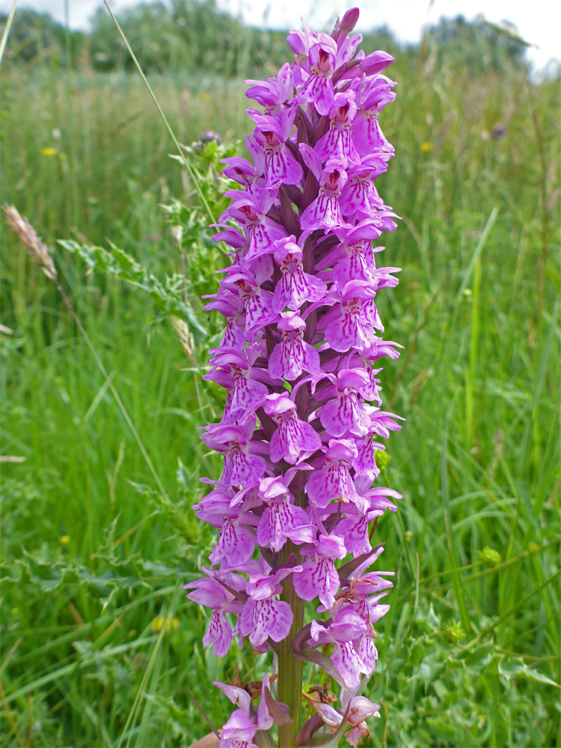 Southern marsh orchid