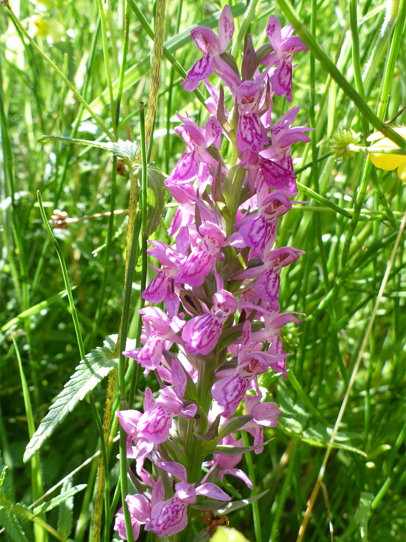 Flowers and bracts