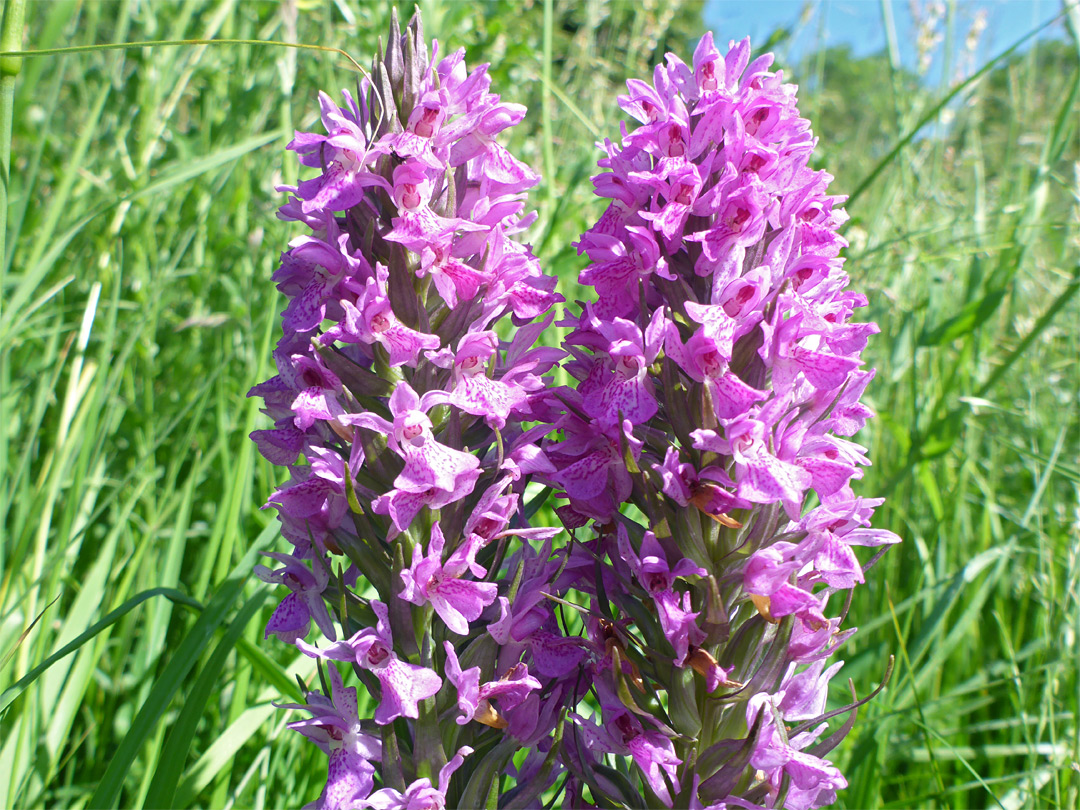 Two flowering stems