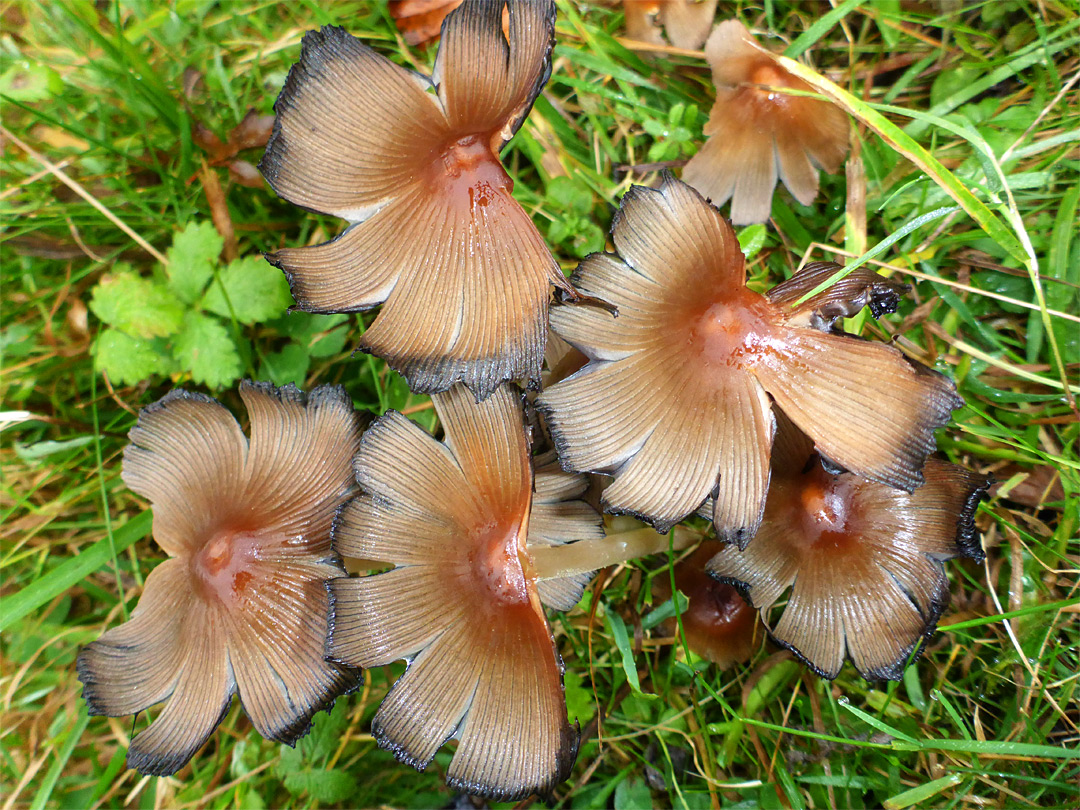 Glistening inkcap