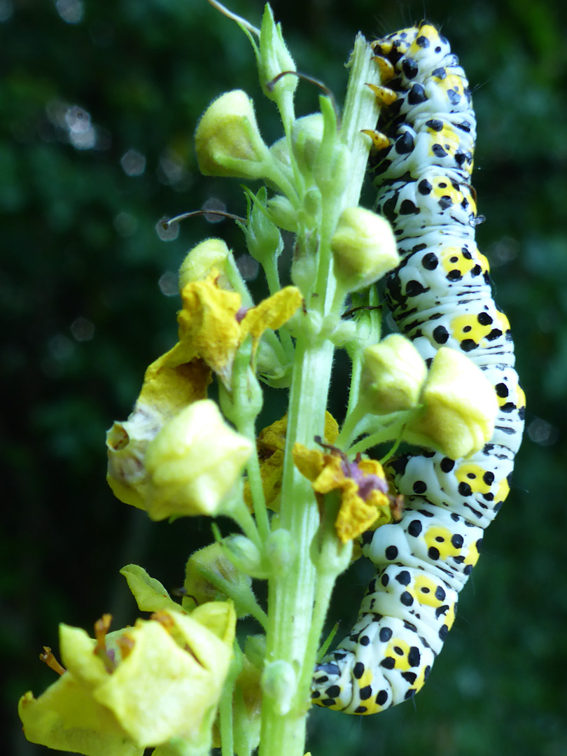 Mullein moth caterpillar