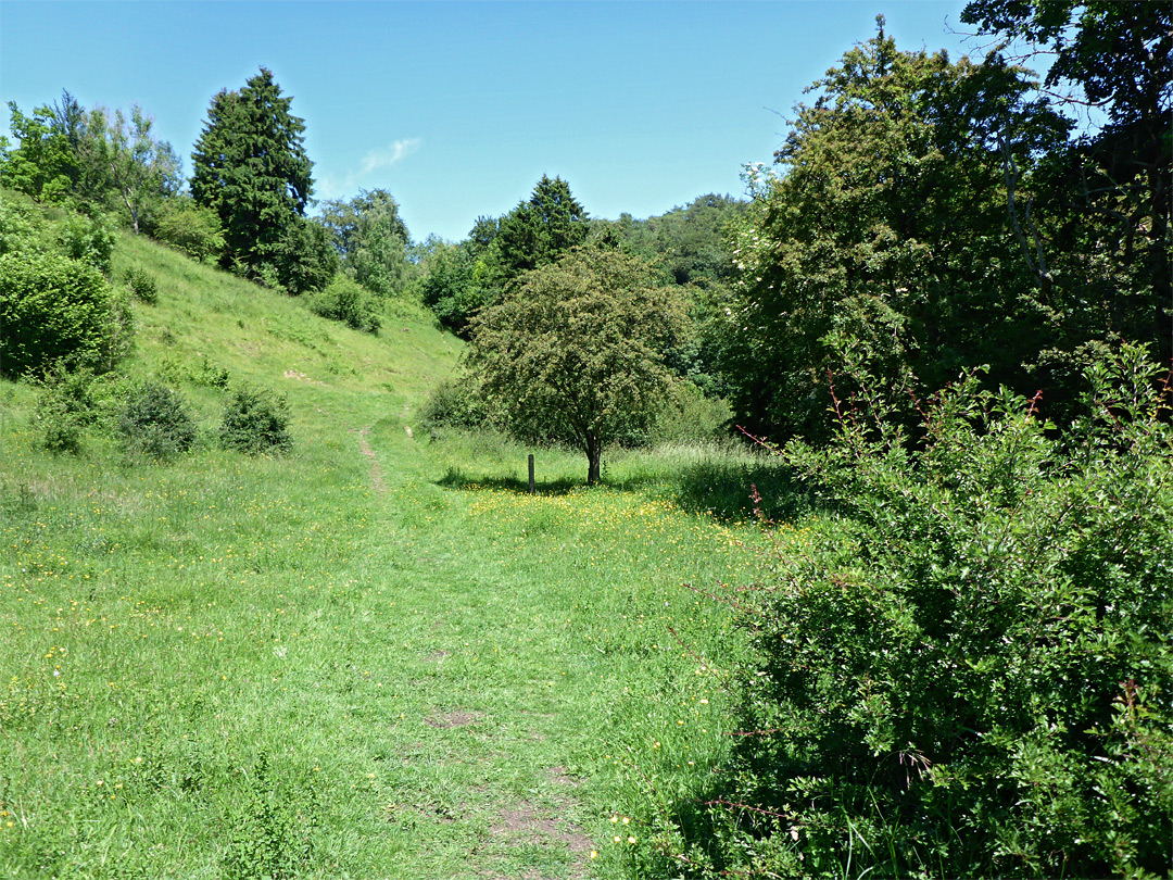 Trees and grassy bank
