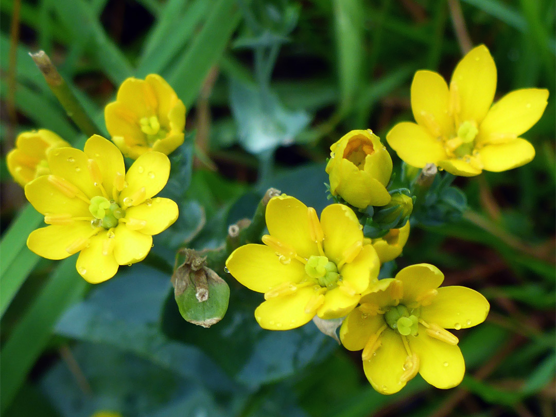 Yellow wort