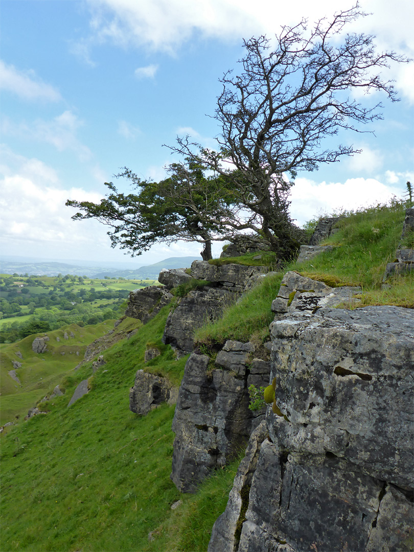 Wind-bent tree