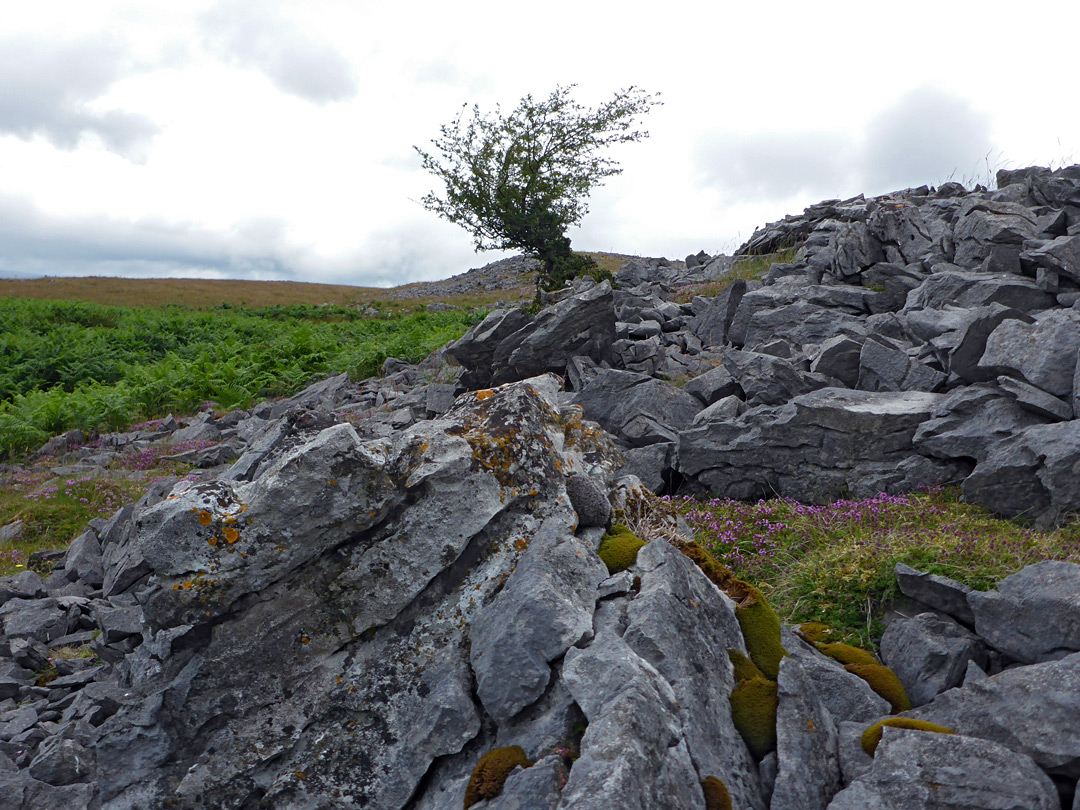 Lone tree