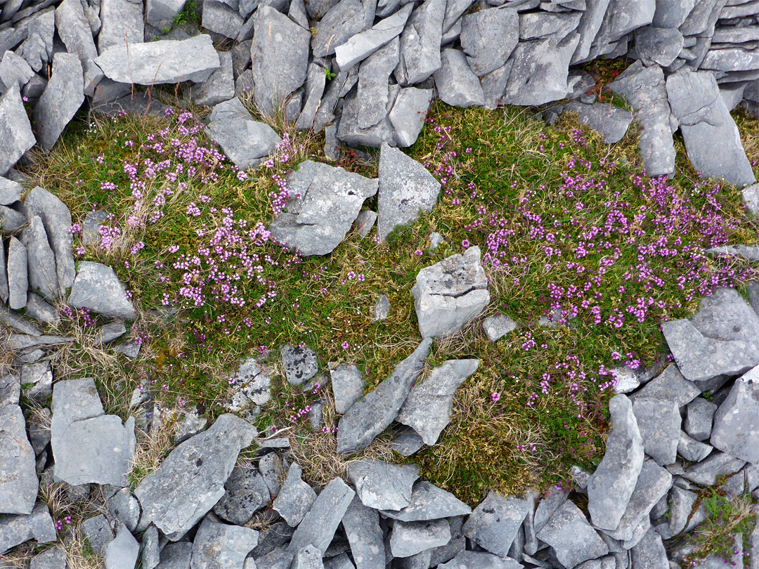 Wild thyme