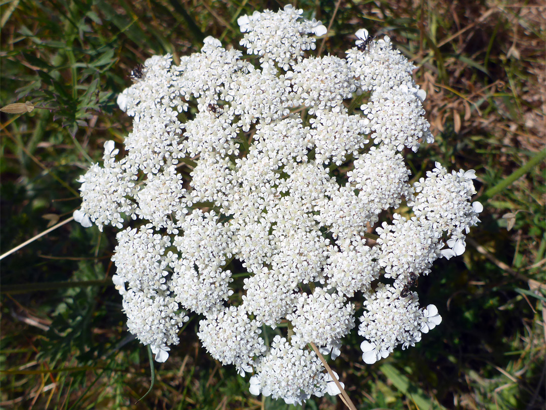 Flat-topped flower cluster