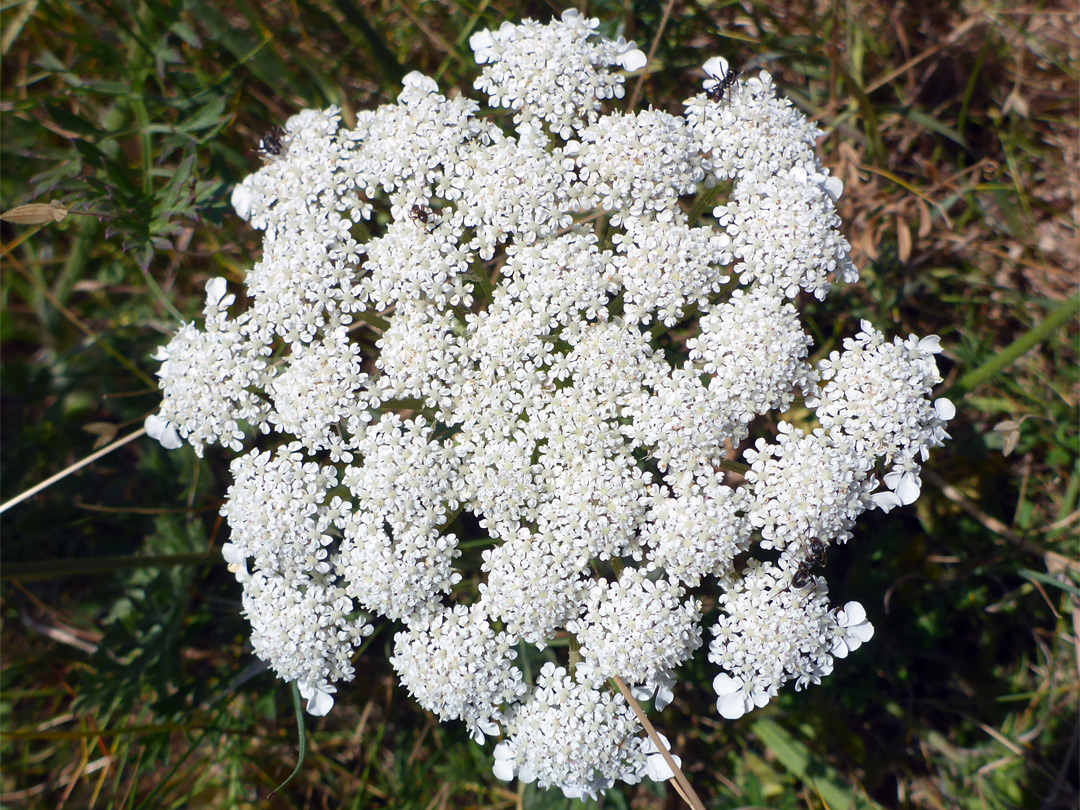 Wild carrot