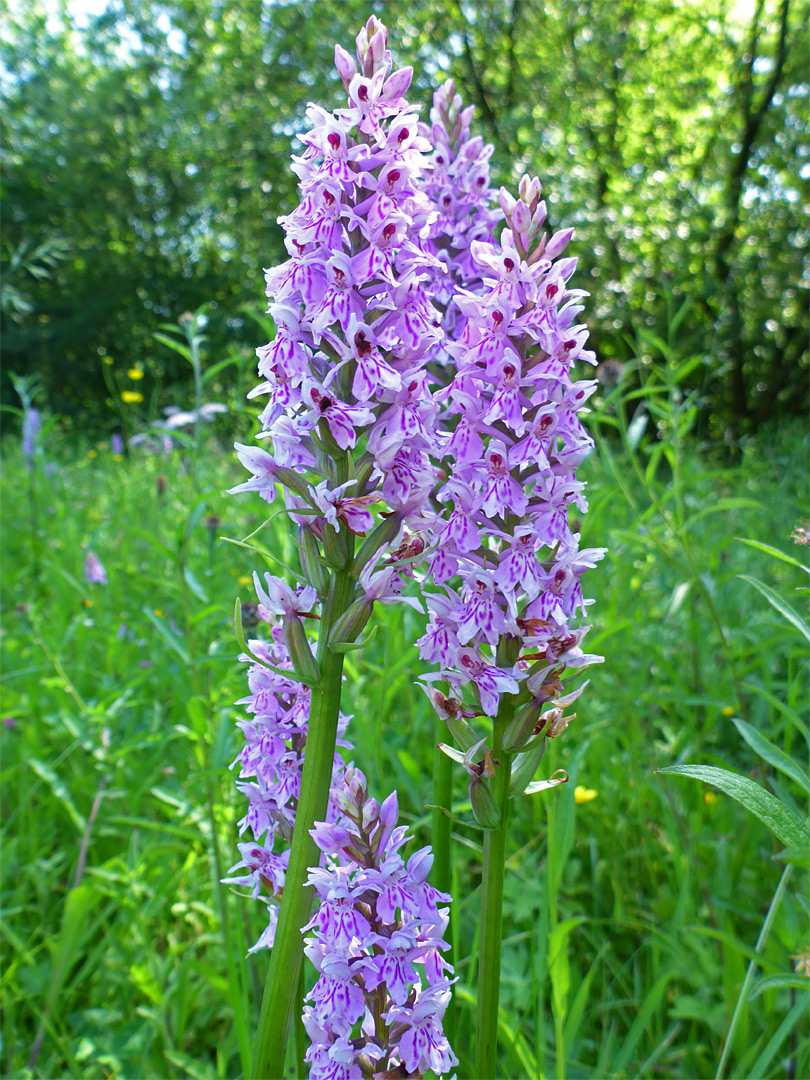 Common spotted orchids