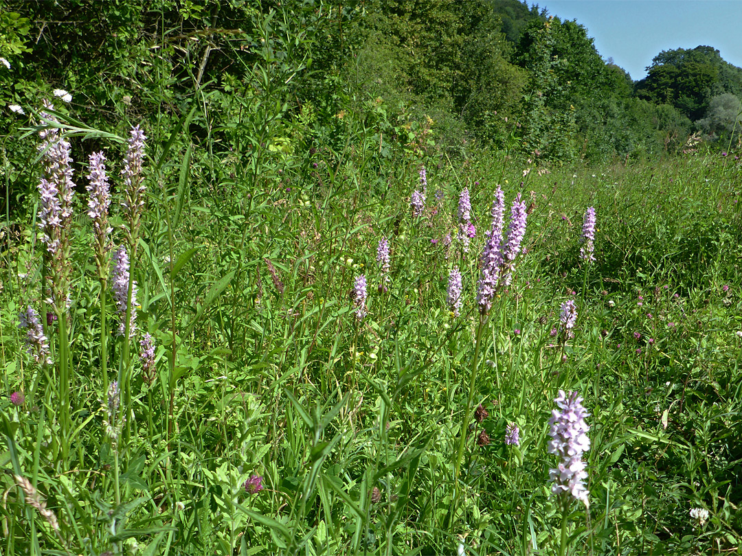 Long grass