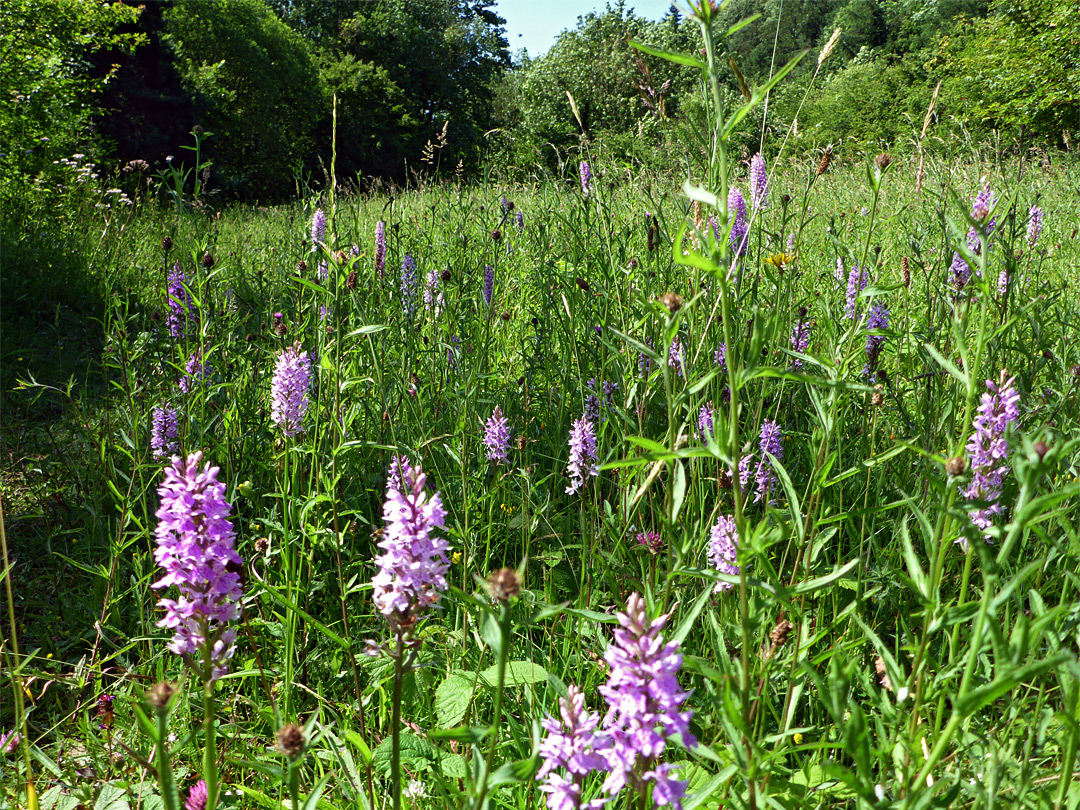 Group of orchids